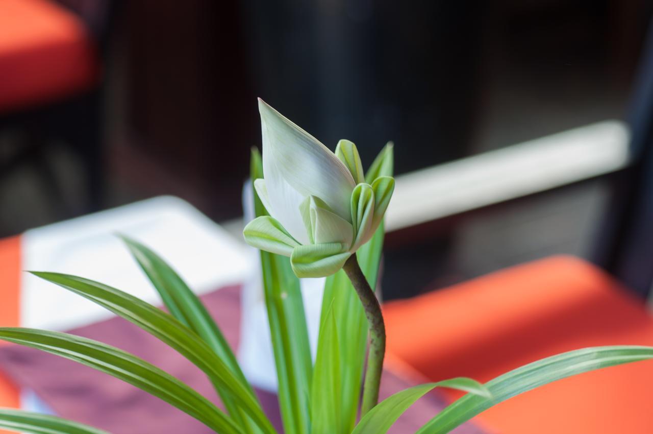 Golden Butterfly Villa Siem Reap Ngoại thất bức ảnh